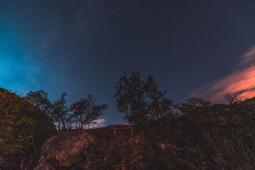 Bosque bajo una noche estrellada