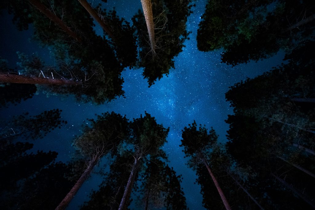 Cielo estrellado entre las copas de los árboles